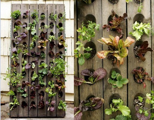 salad-vertical-garden-3