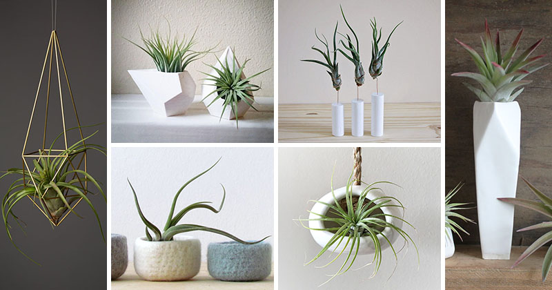 airplant-holders_250516_01