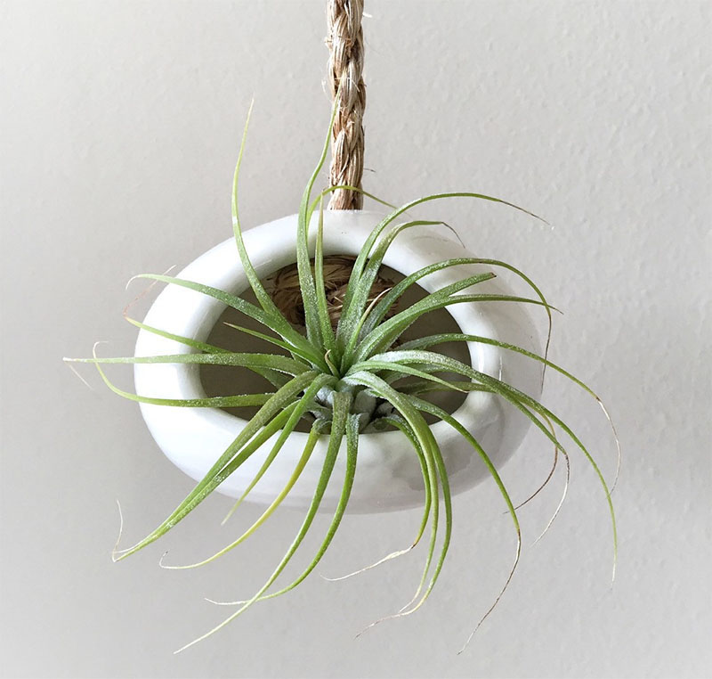 airplant-holders_250516_09